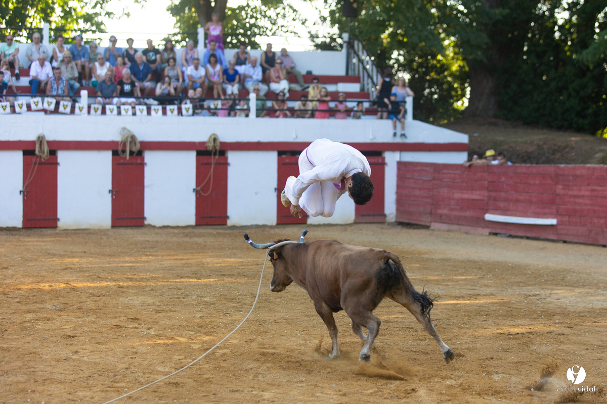 Course landaise à Panjas