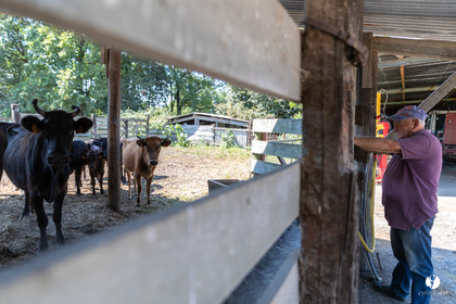 Course landaise à Panjas