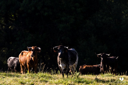Photos du livre Ganadère landais en 2020