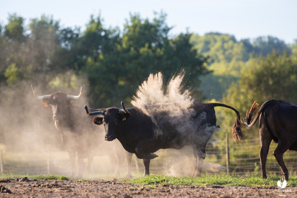 Photos du livre Ganadère landais en 2020