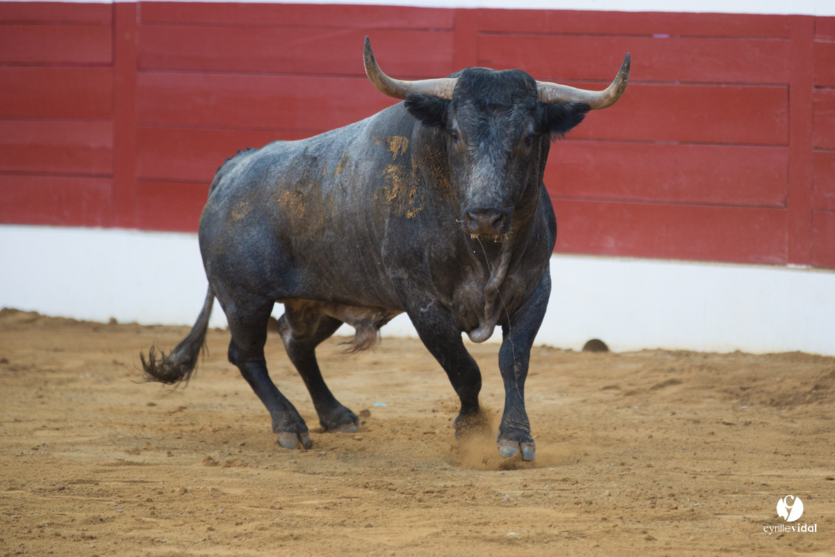 Mont-de-Marsan corrida d'Adolfo Martin