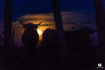 Photos du livre Ganadère landais en 2020