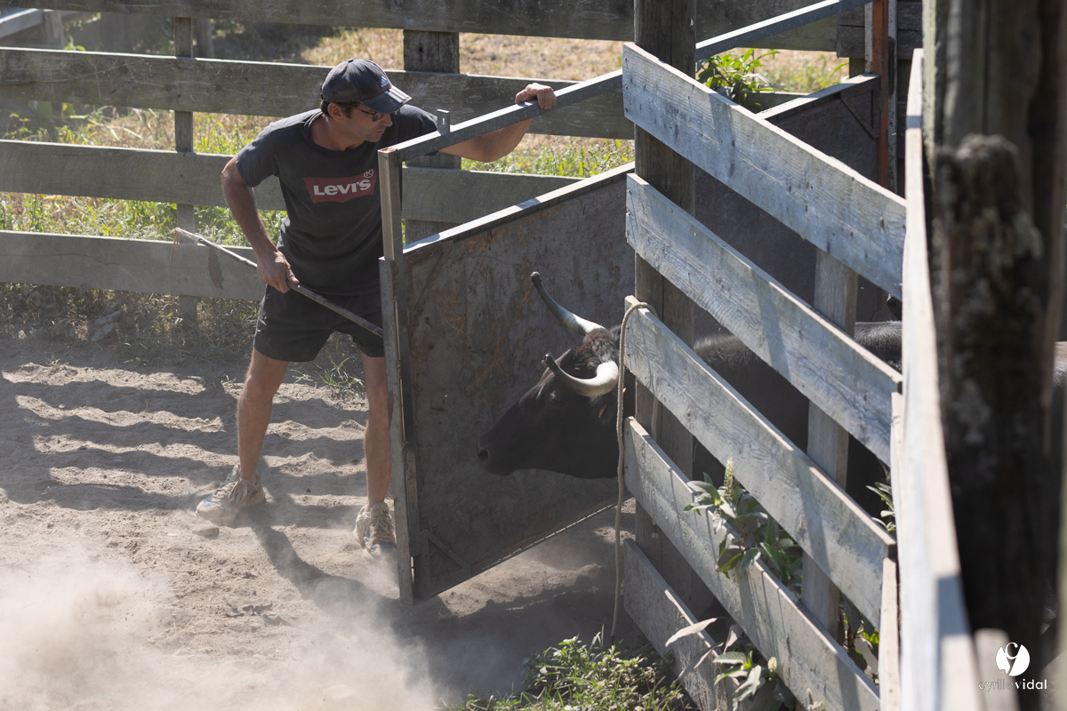 Course landaise à Panjas