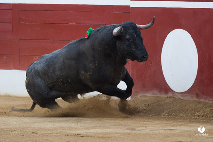 Mont-de-Marsan corrida d'Adolfo Martin