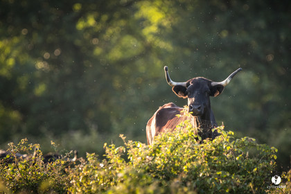 Photos du livre Ganadère landais en 2020