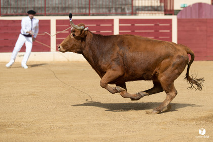 Course landaise Le Houga Ganadéria Dussau Cuadrilla Alexandre Brethes