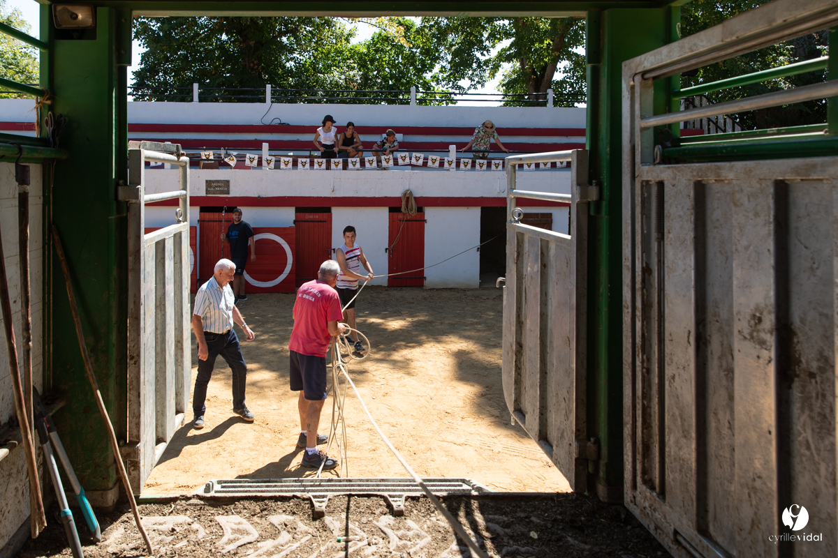 Course landaise à Panjas