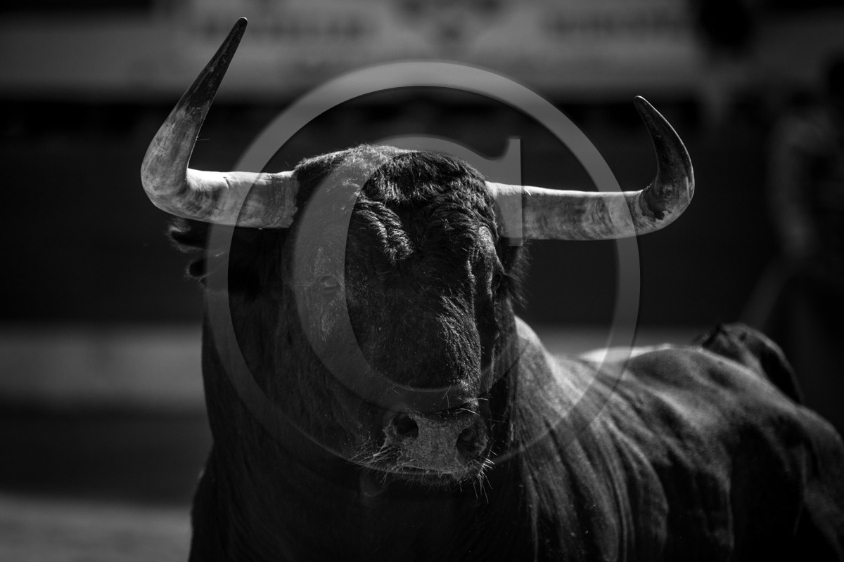 corrida, toro, vic fezensac, alcurrucen, michelito, morenito de aranda