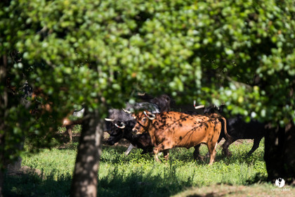 Photos du livre Ganadère landais en 2020