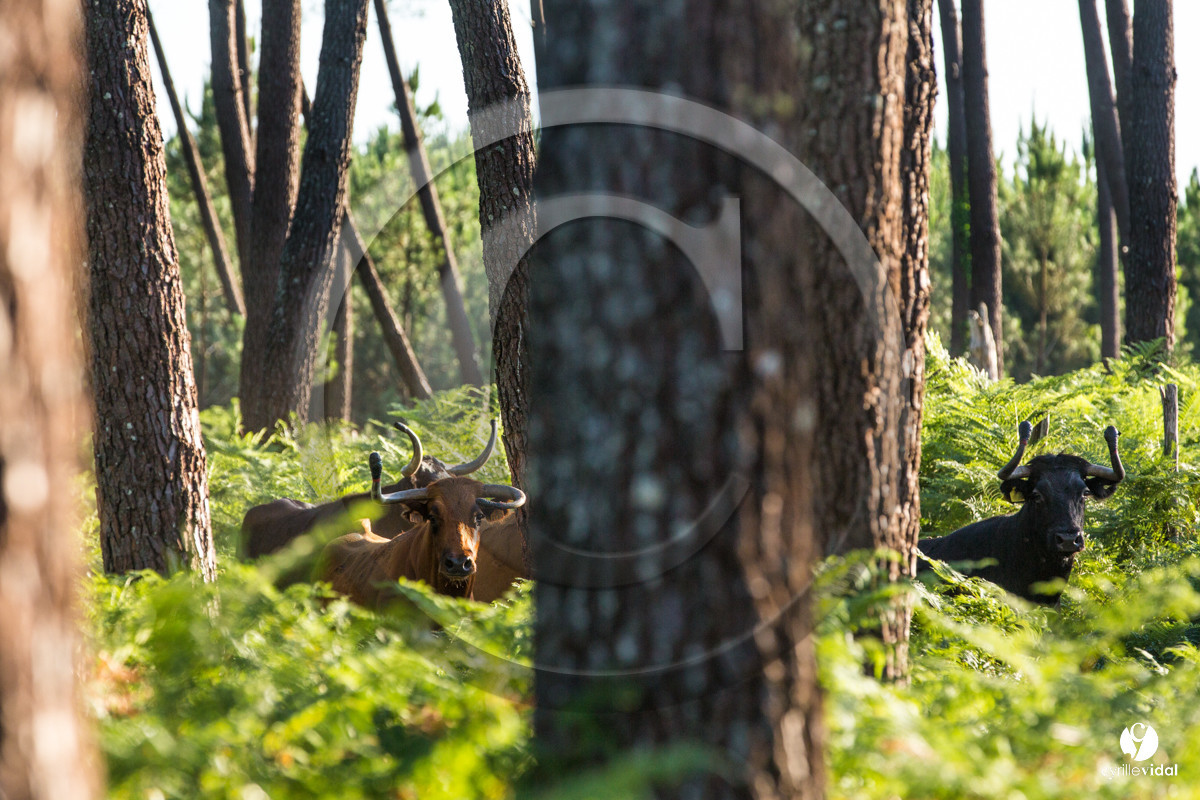 Photos du livre Ganadère landais en 2020