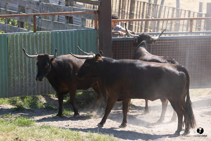 Course landaise à Panjas