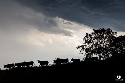 Photos du livre Ganadère landais en 2020
