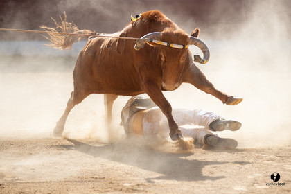Mont-de-Marsan championnat de France de course landaise 2019