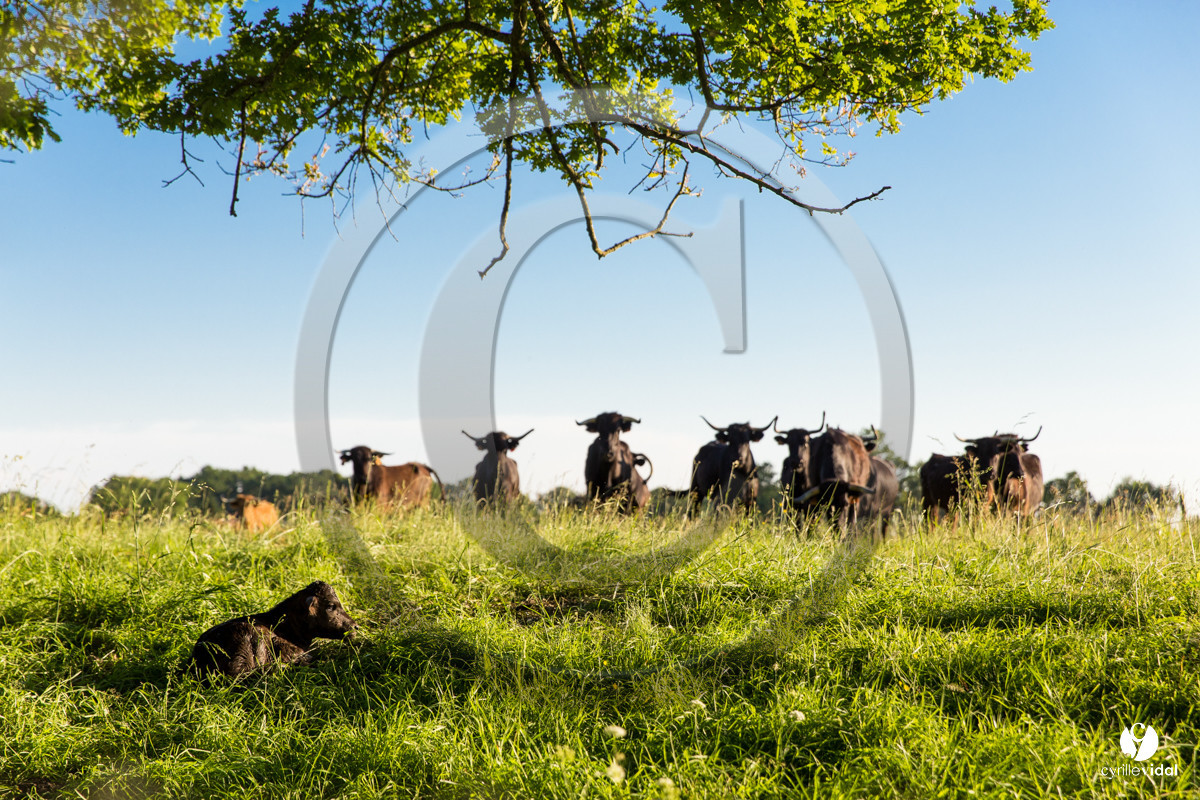 Photos du livre Ganadère landais en 2020