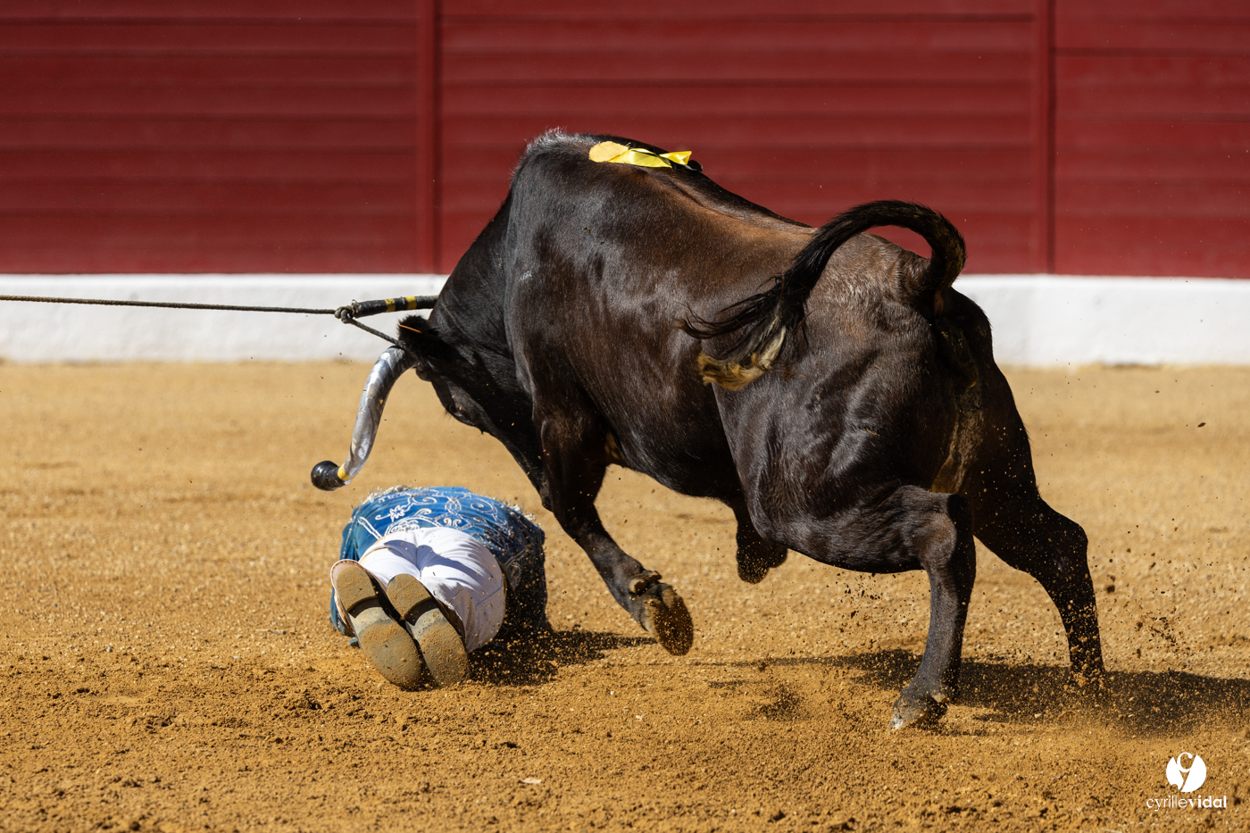 Aire-sur-l'Adour Championnat de France de course landaise 2023