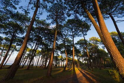 Paysages des Landes