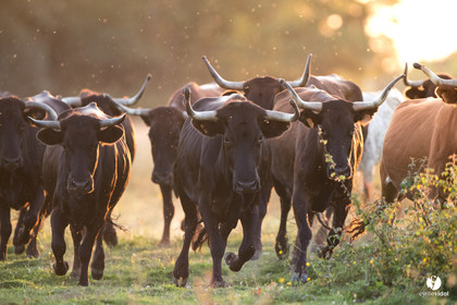 Photos du livre Ganadère landais en 2020