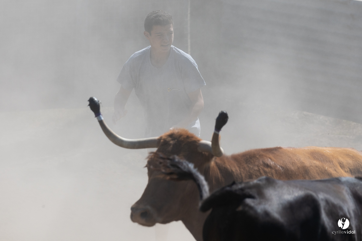 Course landaise à Panjas