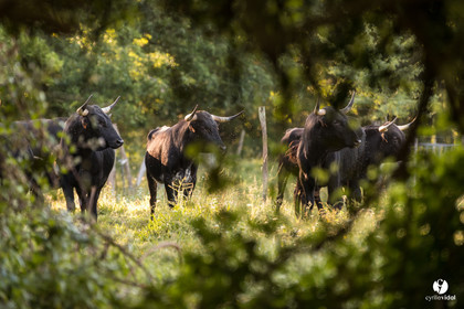 Photos du livre Ganadère landais en 2020