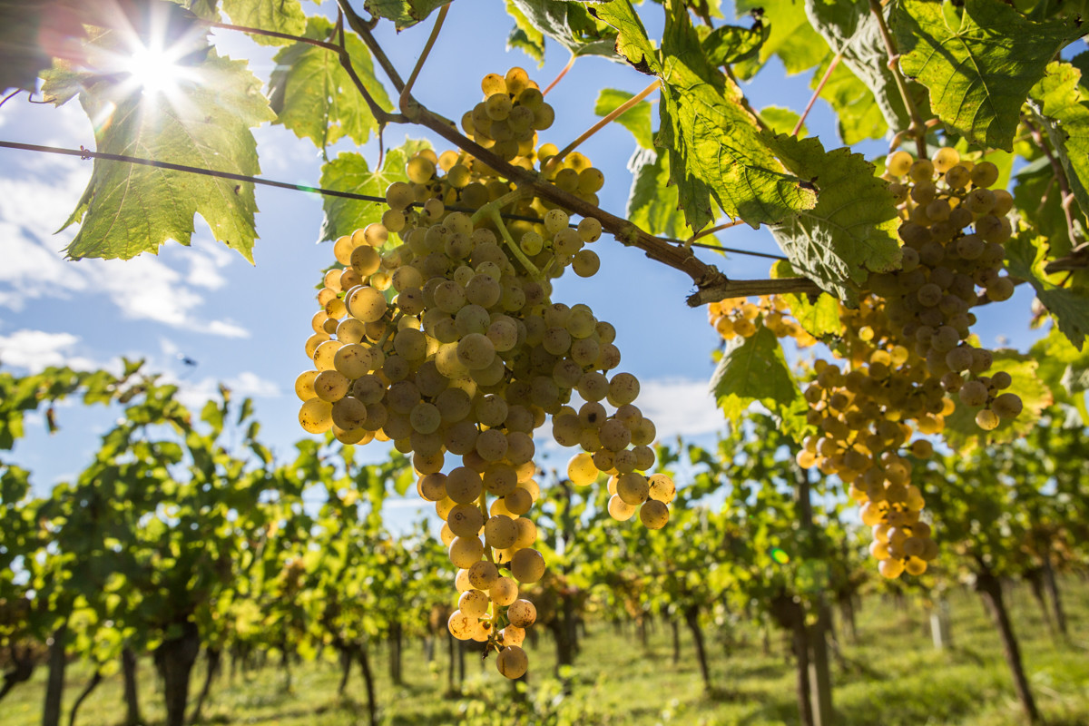 Vignoble Guy et Simon CAPMARTIN