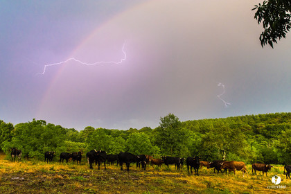 Photos du livre Ganadère landais en 2020