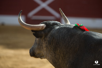 Mont-de-Marsan corrida d'Adolfo Martin
