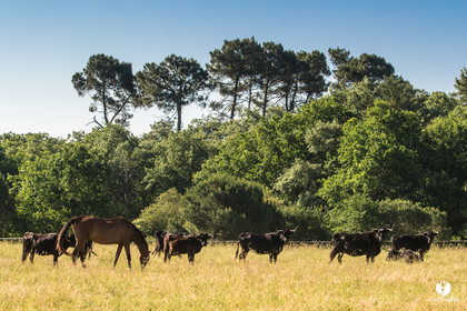 Photos du livre Ganadère landais en 2020
