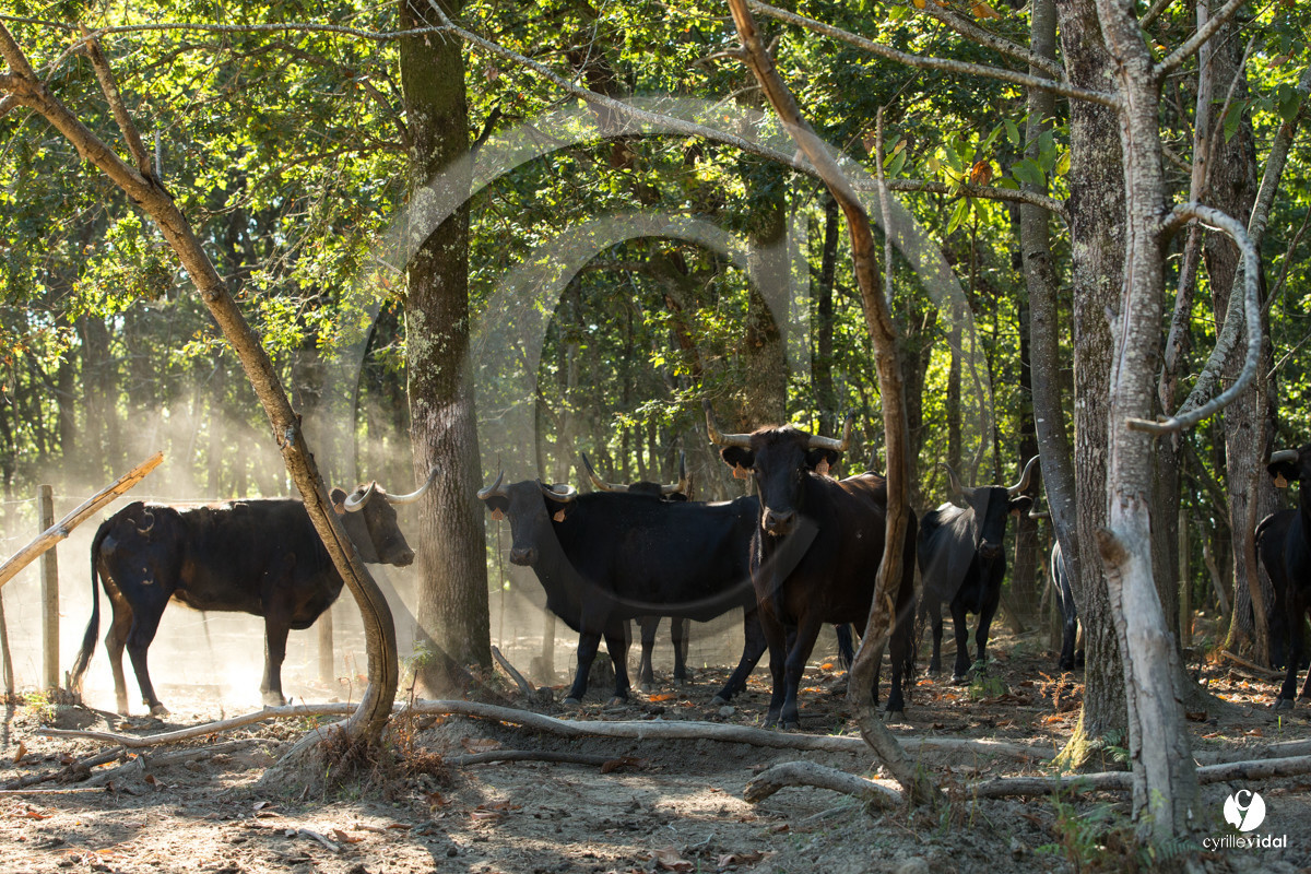 Photos du livre Ganadère landais en 2020