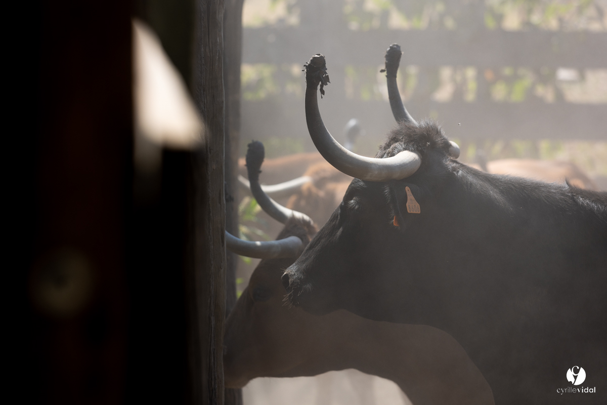 Course landaise à Panjas