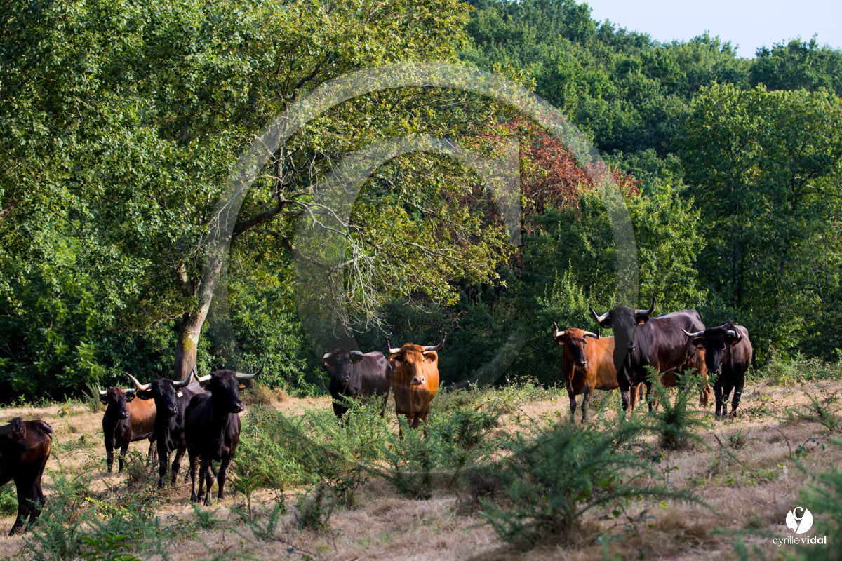 Photos du livre Ganadère landais en 2020