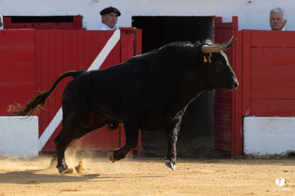 Corrida Aignan