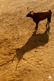 Course landaise