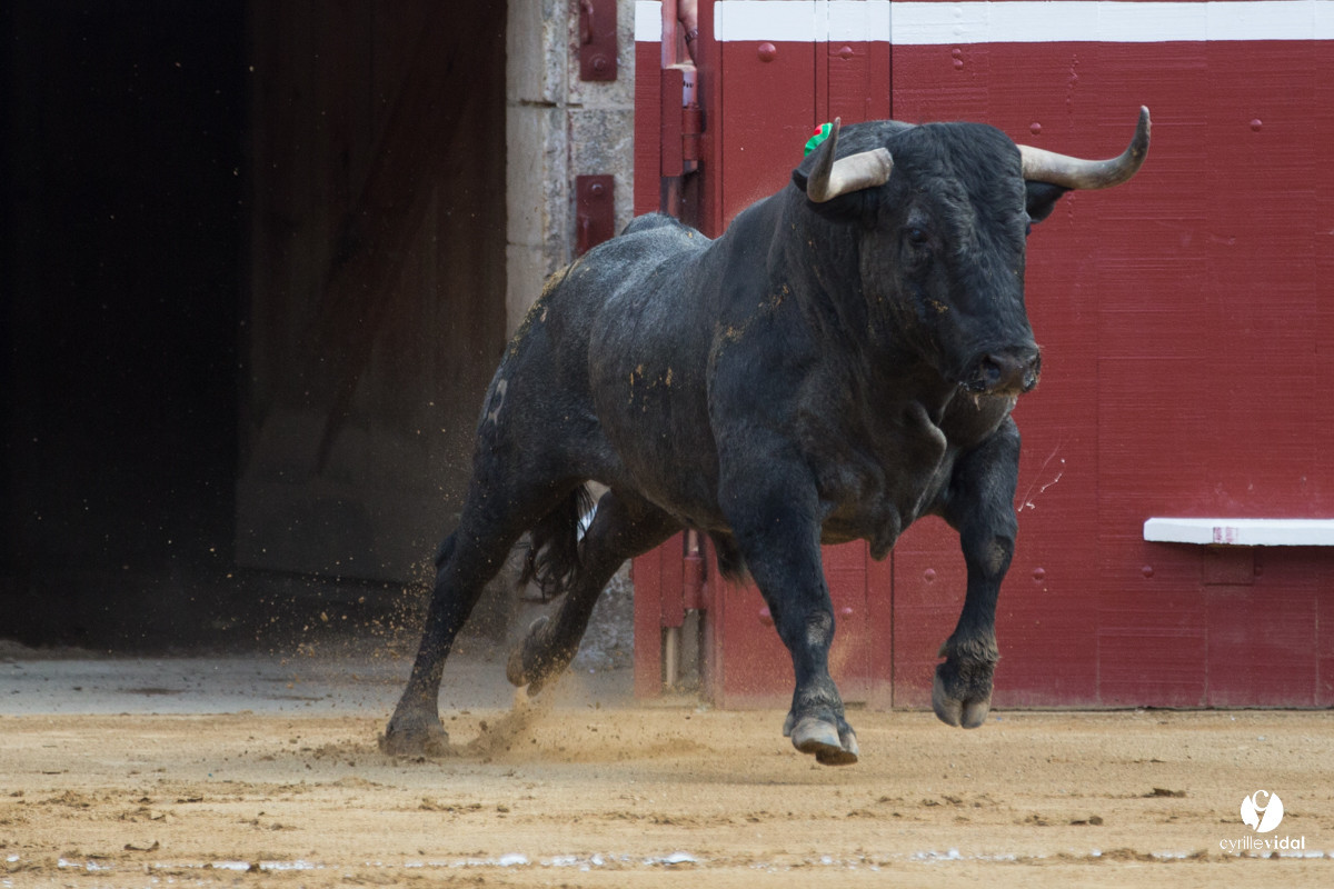 Mont-de-Marsan corrida d'Adolfo Martin
