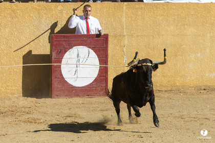 Course landaise