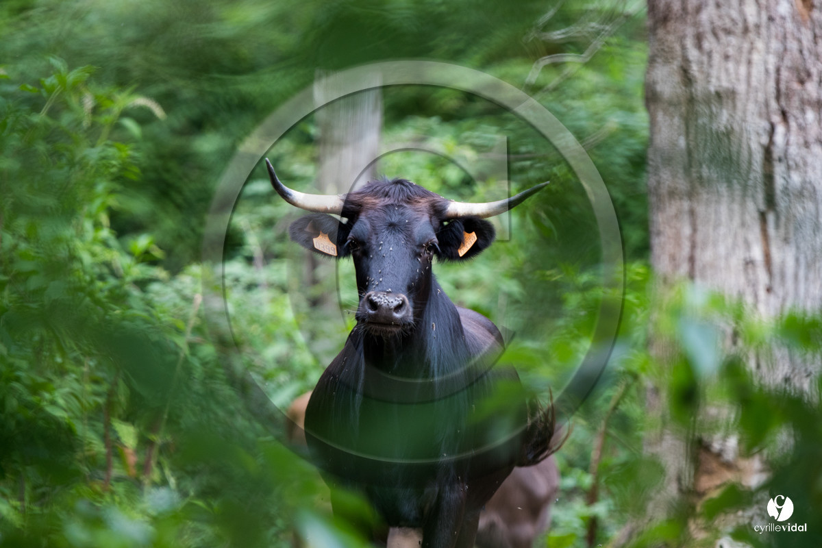 Photos du livre Ganadère landais en 2020