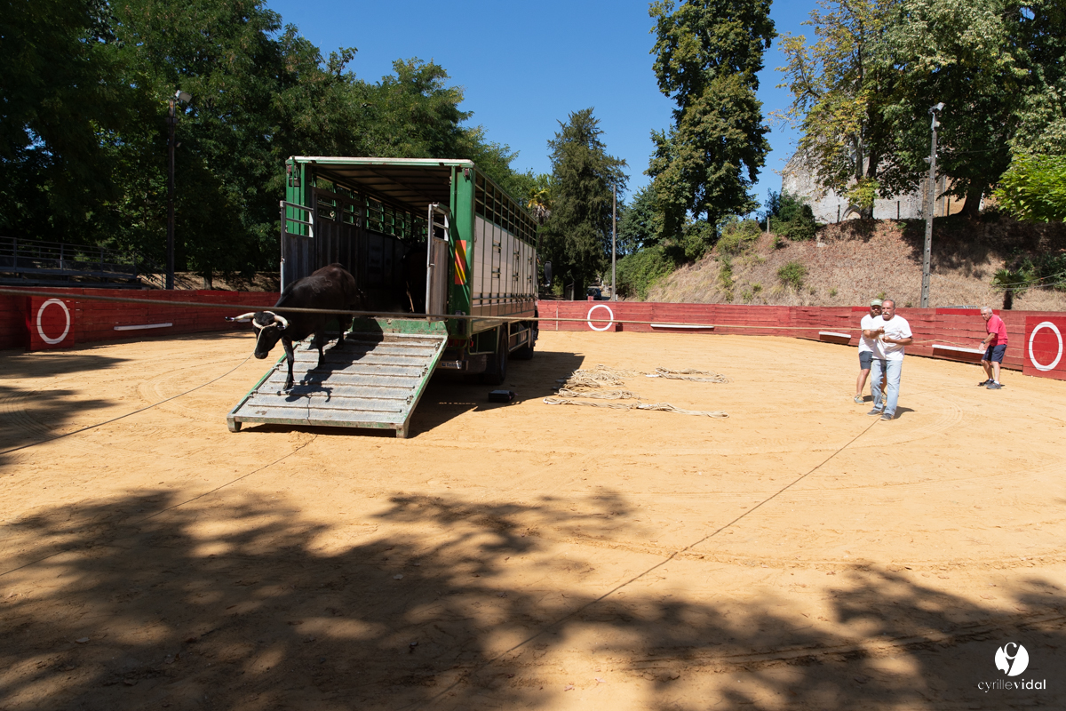 Course landaise à Panjas