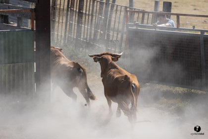 Course landaise à Panjas