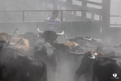 Course landaise à Panjas