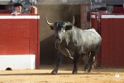 Mont-de-Marsan corrida d'Adolfo Martin