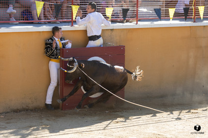 Course landaise