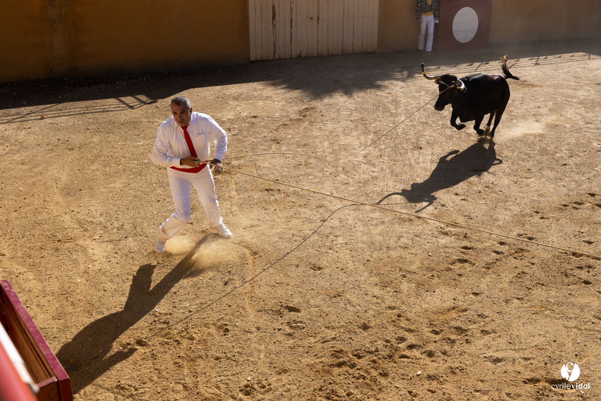 Course landaise